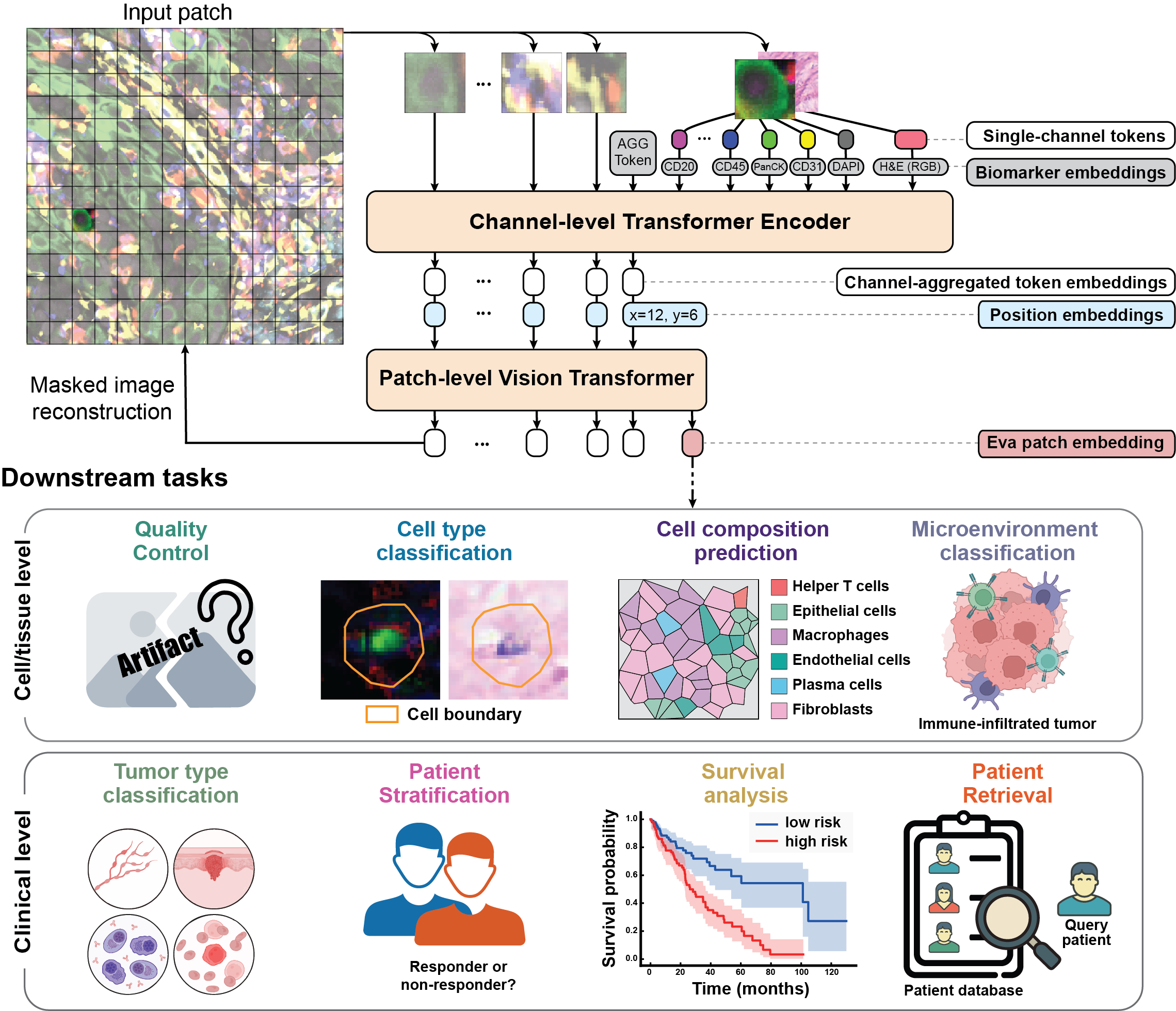 Modeling patient tissues at molecular resolution with Eva