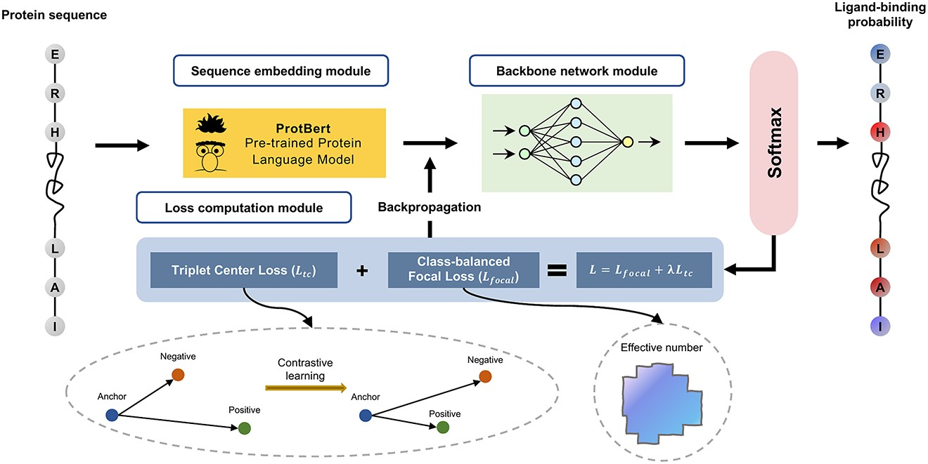 Protein-DNA binding sites prediction based on pre-trained protein language model and contrastive learning