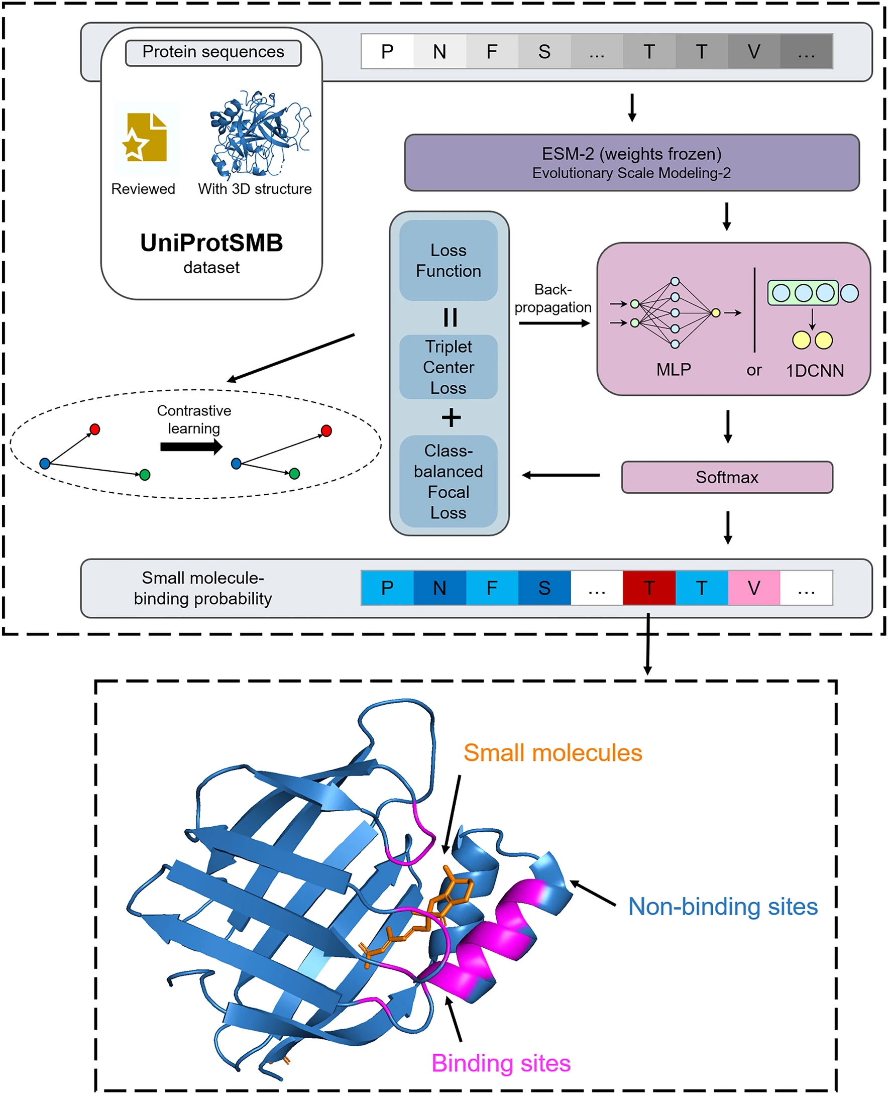 Protein-small molecule binding site prediction based on a pre-trained protein language model with contrastive learning