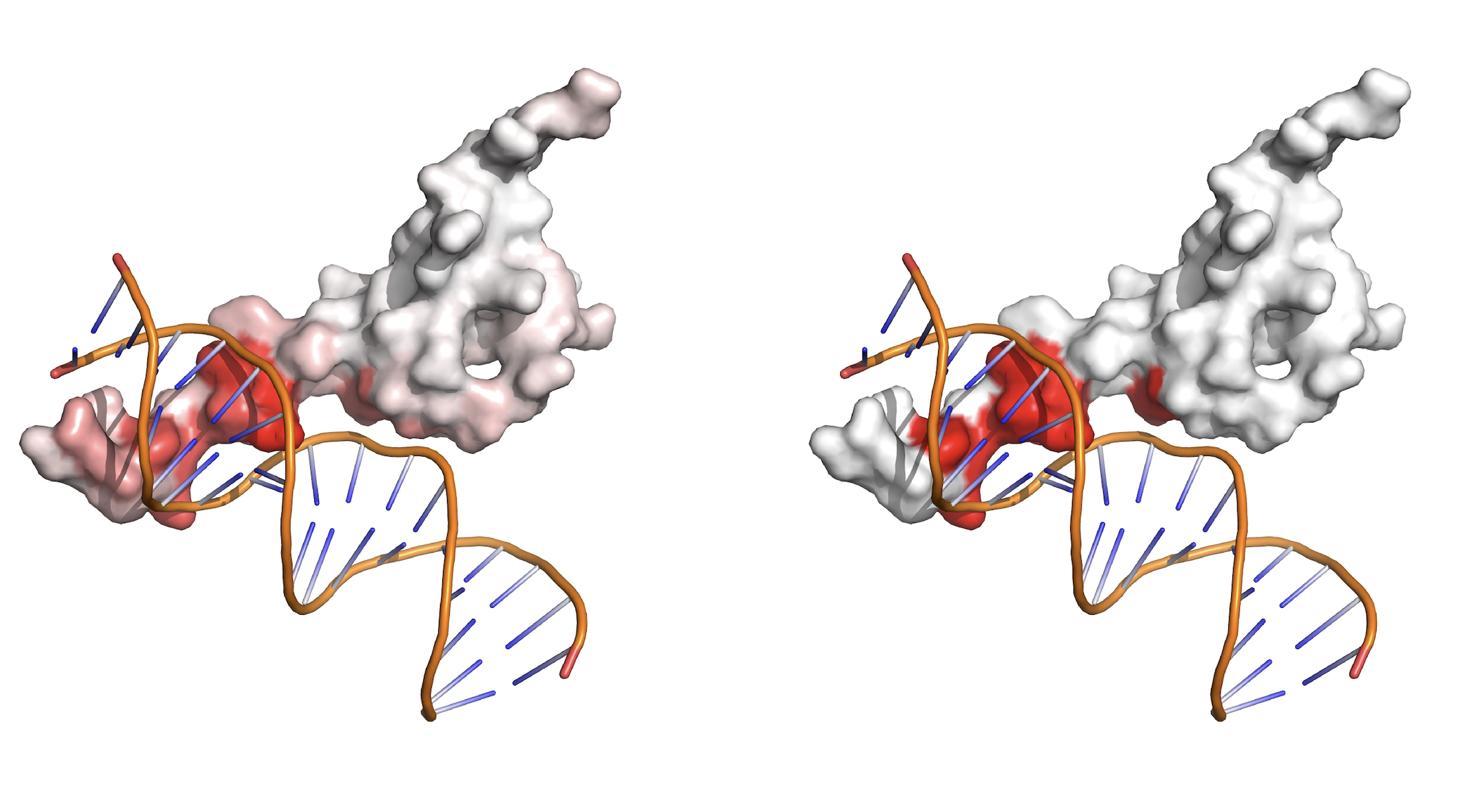 CLAPE: Protein-Ligand Binding Site Prediction via Protein Language Models