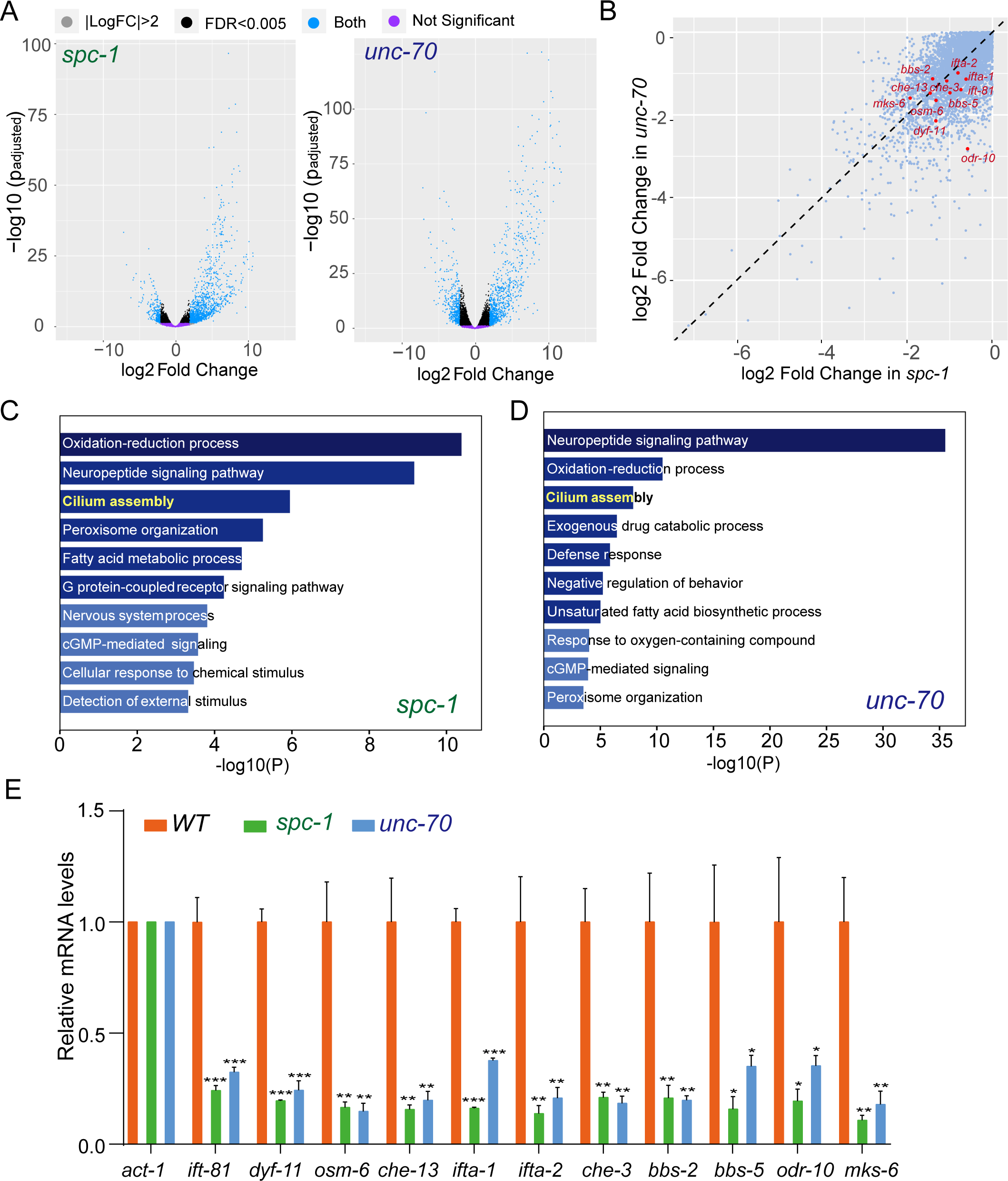 RNA editing restricts hyperactive ciliary kinases